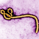 Image for article titled The CDC Says Flying Is Mostly Risk-Free From Ebola Exposure